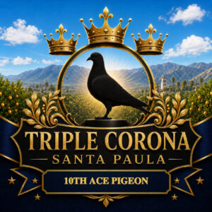 35th Final & 10th Ace – CC Pigeon / Yoruba Aye – ACCDG 54218